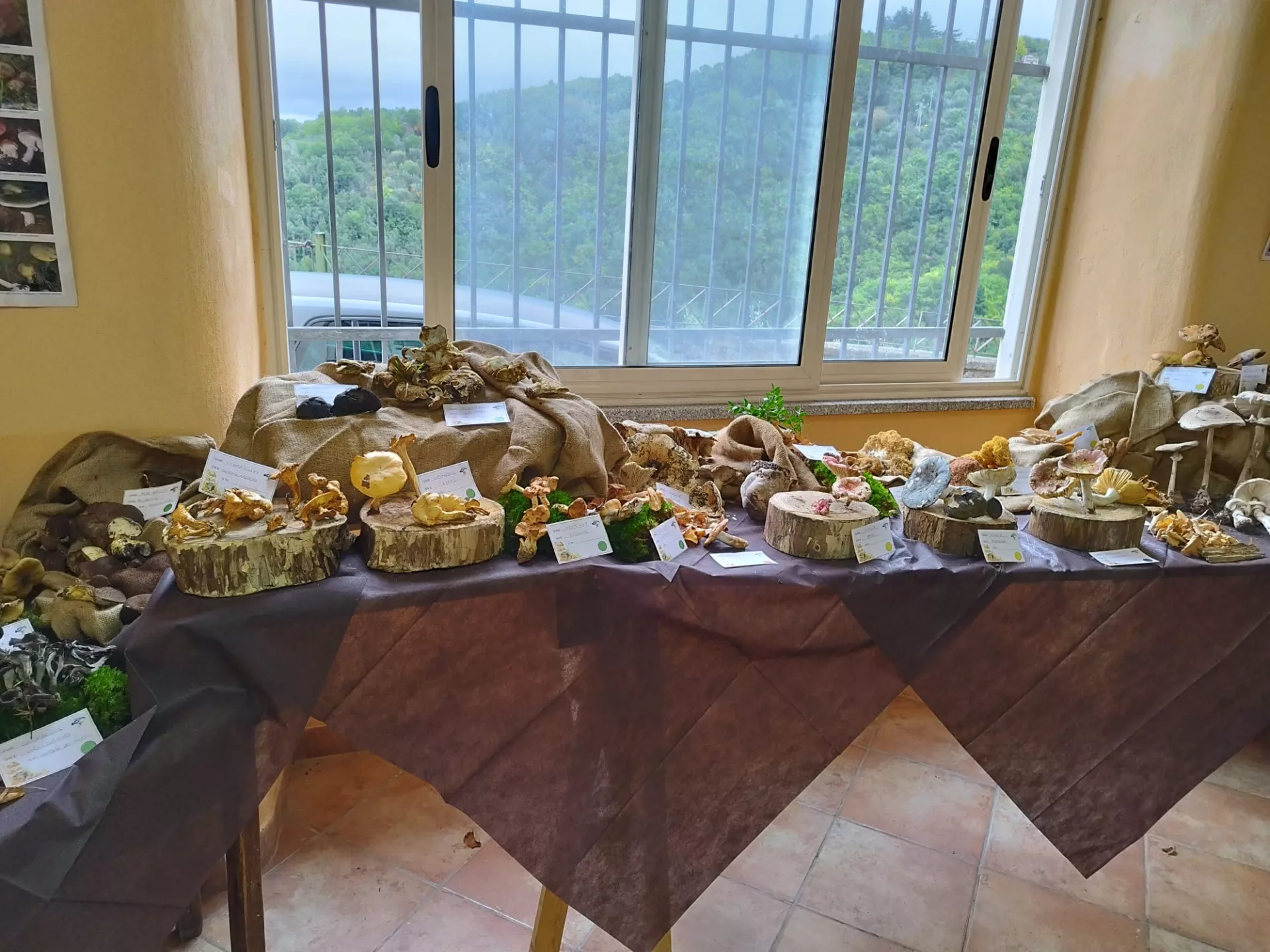 Arena, successo per la mostra micologica: oltre 80 specie di funghi in esposizione